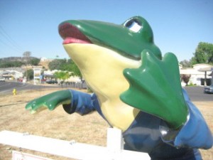 Calaveras County Frog, frog jump, copperopolis, California, Nancy D. Brown