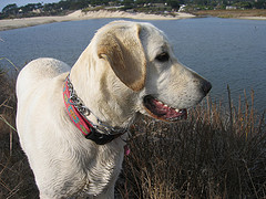 Stella Carmel River, Nancy D. Brown photo
