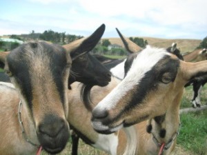 Harley Farms Goat Dairy, Nancy D. Brown, travel, Pescadero, California, goats
