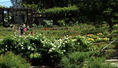 "Berkeley Rose Garden"