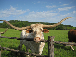Texas longhorn, big boy
