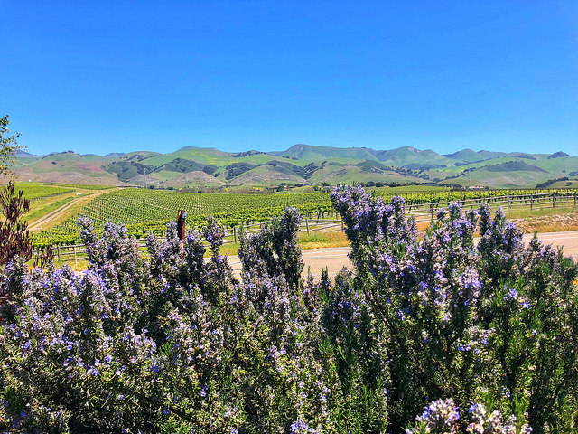 chamisal vineyards, san luis obispo, slo wine country, rosemary, california wine country