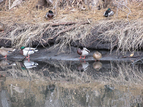 ducks, Sweet Springs Nature Reserve, Los Osos, California