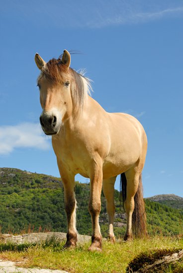 fjord horse, ovre eide farm, bergen, norway