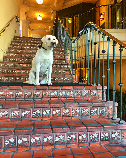 Labrador retriever on exterior steps of dog-friendly boutique hotel El Prado 
