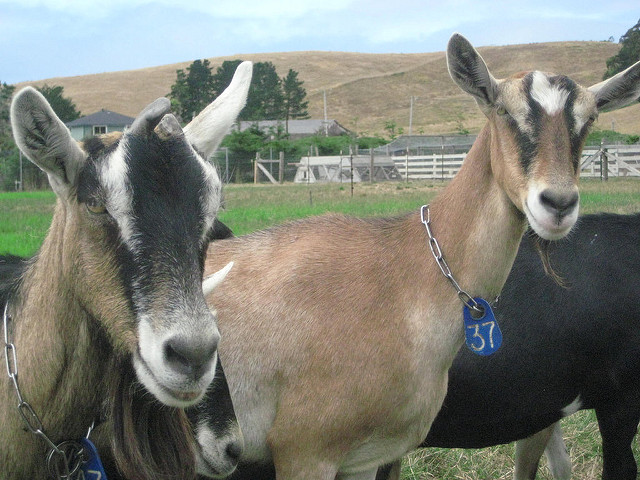 harley farms goat dairy, goats, pescadero, california, san mateo county, family-friendly farm