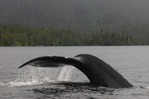 "Humpback Whale"