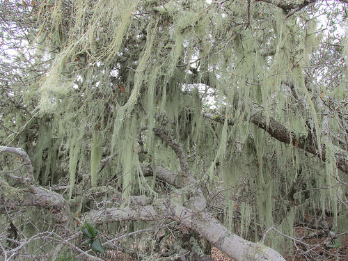 Lace Lichen, Elfin Forest, Los Osos, California