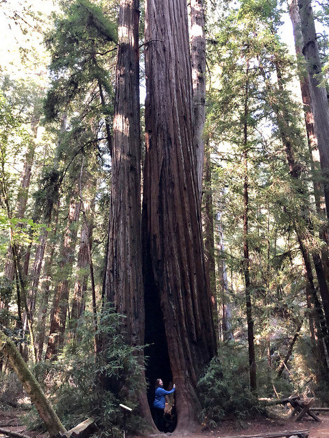 travel blogger nancy d brown, forest bathing in sonoma county, armstrong redwoods state nature reserve, guerneville california, armstrong woods