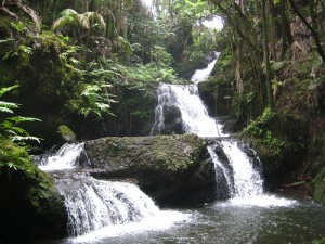 "Onomea Falls" "Hawaii Tropical Botanical Garden"