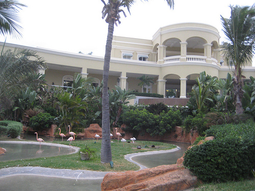 "Pueblo Bonito Emerald Bay flamingos"
