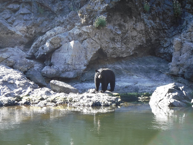 black bear, morrisons rogue wilderness adventures, rogue river, agness, oregon, southern oregon