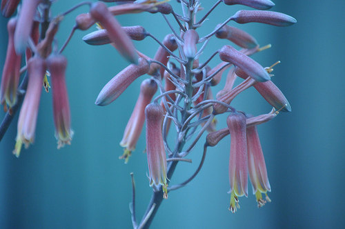 Aloe Mudenisis, ruth bancroft garden