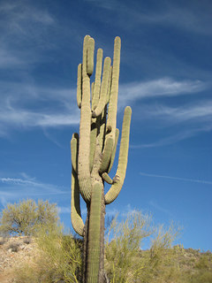 "Saguaro" cactus, Arizona