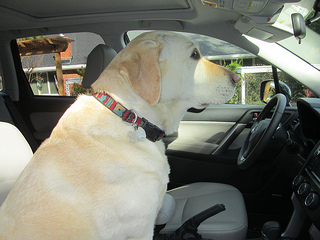 Stella, subaru road trip