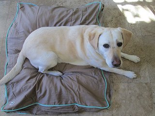 dog bed