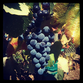 "Temecula wine grapes"