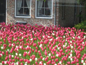 Zeeland Dutch Tulips, Holland