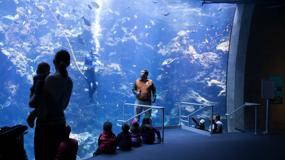 The aquarium at California Academy of Sciences, one of two aquariums in San Francisco
