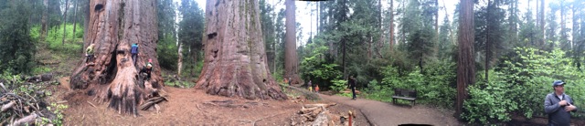 A panoramic view of the majestic Calaveras Big Trees State Park